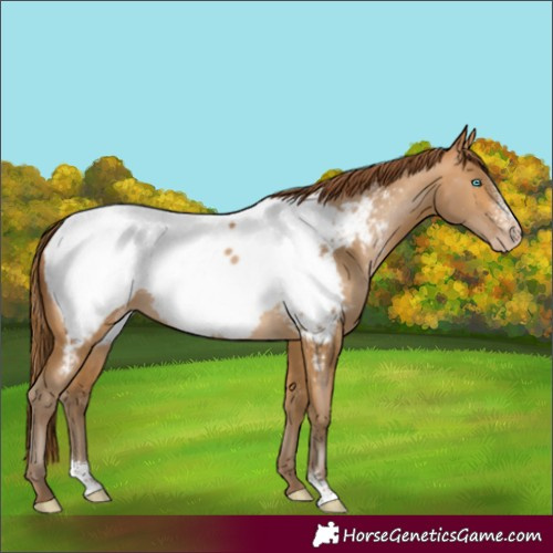 Horse Color:Gray Buckskin Pearl Sabino Near Fewspot Rabicano