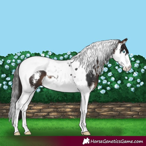 Horse Color:Brown Sabino Splash Tobiano 