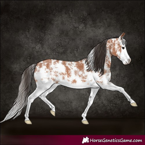 Horse Color:Bay Sabino Splash