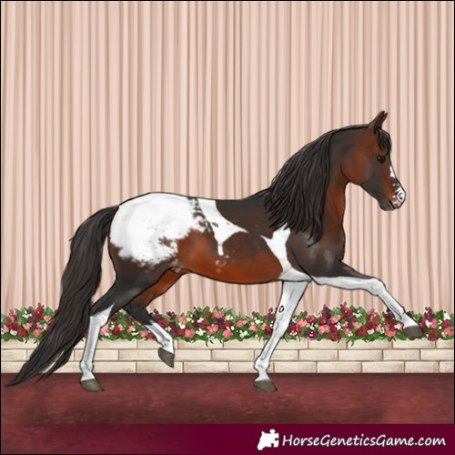 Horse Color:Bay Tobiano Snowcap 