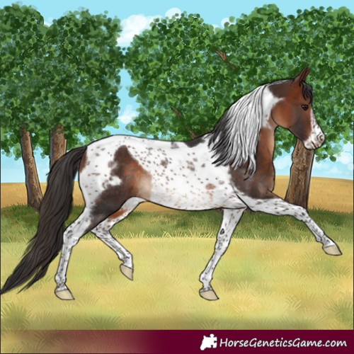 Horse Color:Bay Tobiano Frame Rabicano