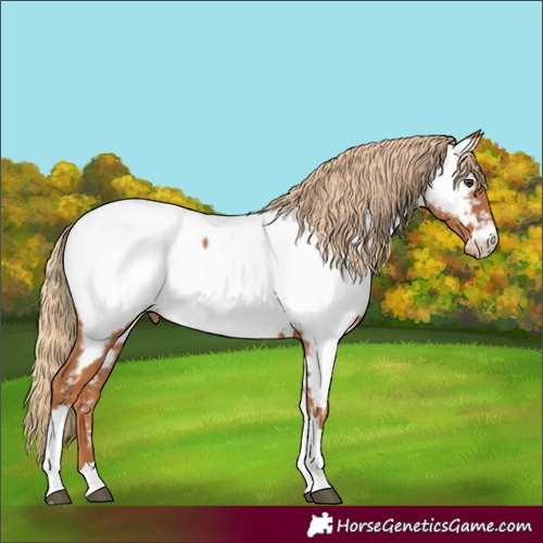 Horse Color:Chestnut Tobiano Near Fewspot