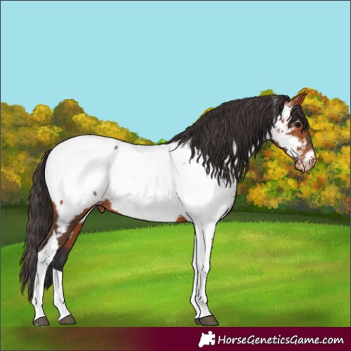 Horse Color:Bay Tobiano Near Fewspot 