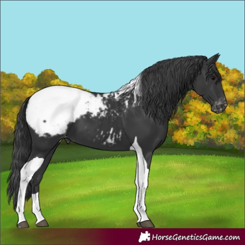 Horse Color:Black Tobiano Snowcap