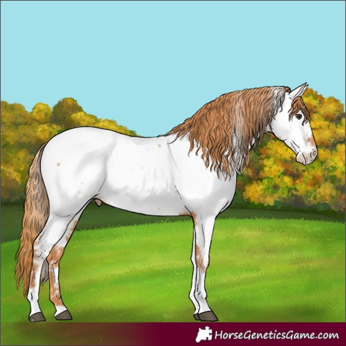 Horse Color:Chestnut Tobiano Appaloosa 
