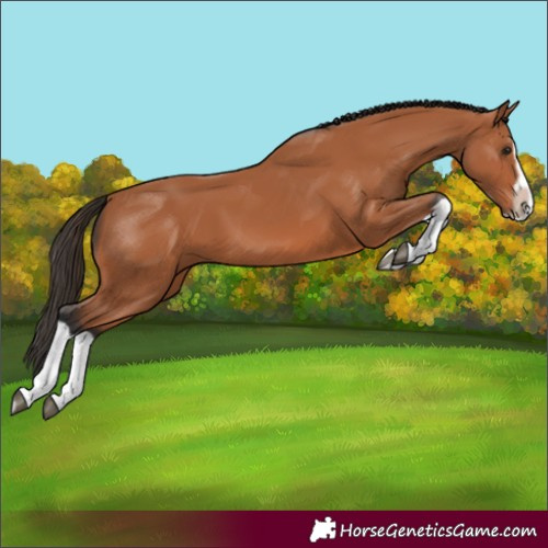 Horse Color:Bay Splash Frame 