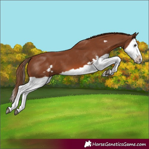 Horse Color:Chestnut Splash Frame