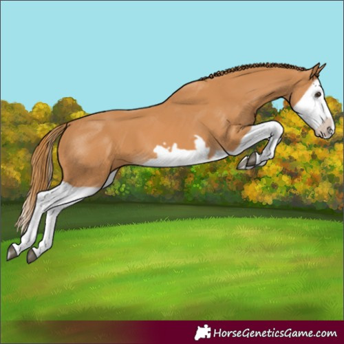 Horse Color:Chestnut Splash Frame