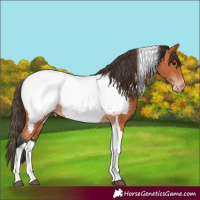 Horse Color:Bay Tobiano Appaloosa 