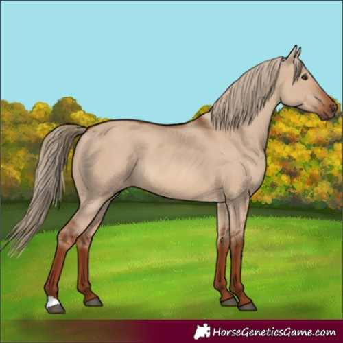 Horse Color:Red Dun Rabicano 