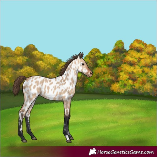Horse Color:Bay Dun Appaloosa