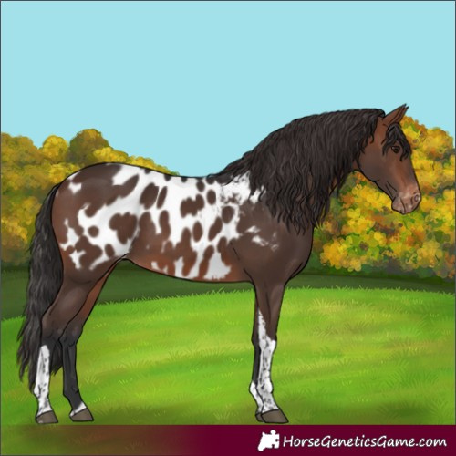 Horse Color:Brown Tobiano Near Leopard