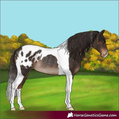 Horse Color:Liver Chestnut Tobiano Blanket Rabicano