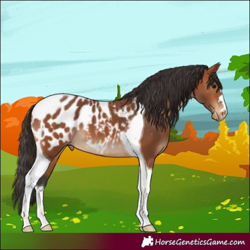 Horse Color:Bay Tobiano Blanket 