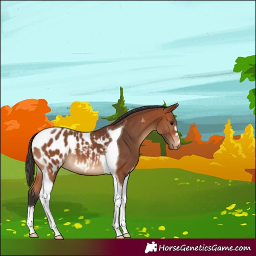 Horse Color:Bay Tobiano Appaloosa 