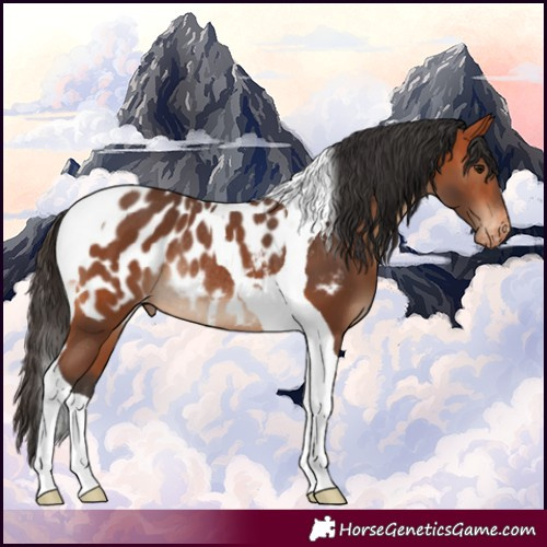 Horse Color:Bay Tobiano Blanket Rabicano