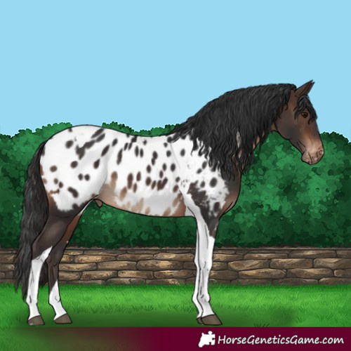Horse Color:Brown Tobiano Near Leopard