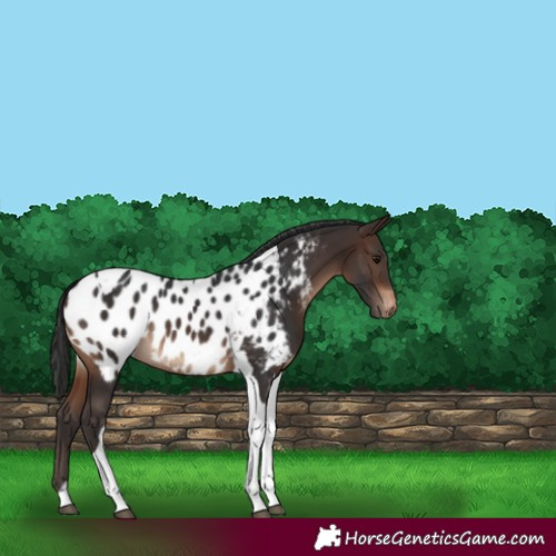 Horse Color:Brown Tobiano Appaloosa
