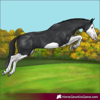 Horse Color:Black Splash Frame 
