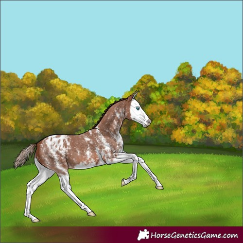 Horse Color:Chestnut Sabino Splash Appaloosa 