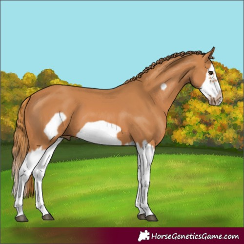 Horse Color:Chestnut Splash Frame 