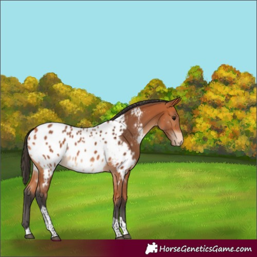 Horse Color:Unknown 