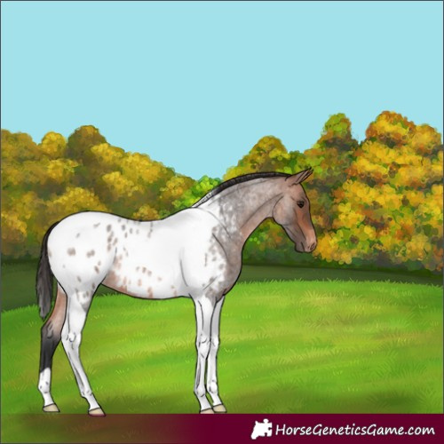 Horse Color:Bay Roan Tobiano Appaloosa 