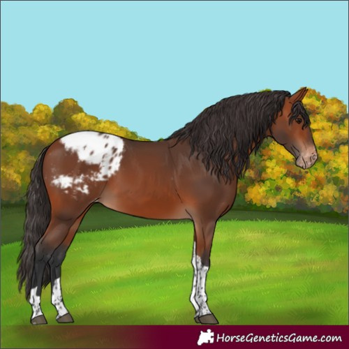 Horse Color:Bay Tobiano Blanket