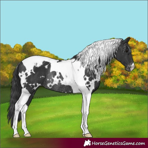 Horse Color:White Spotted Black Tobiano Varnish Rabicano 