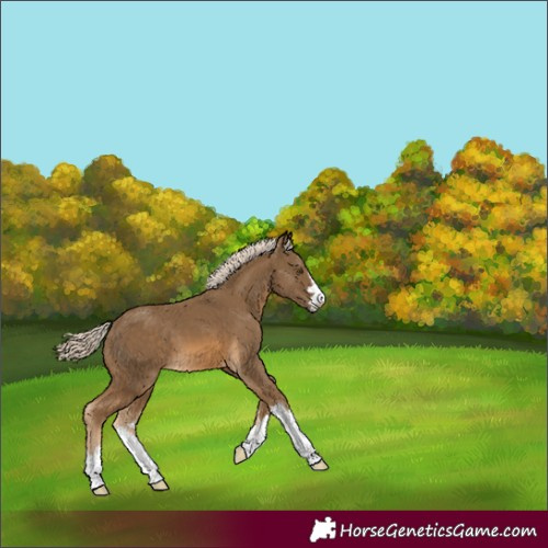 Horse Color:Chocolate Palomino
