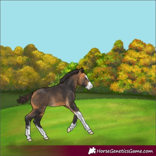 Horse Color:Buckskin Sabino