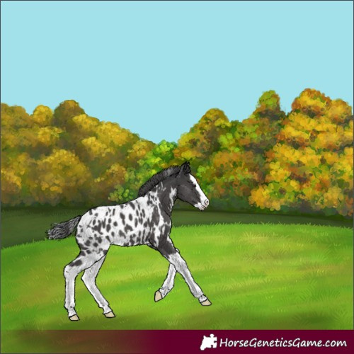 Horse Color:White Spotted Black Splash Appaloosa
