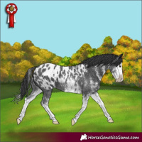 Horse Color:White Spotted Black Splash Near Leopard