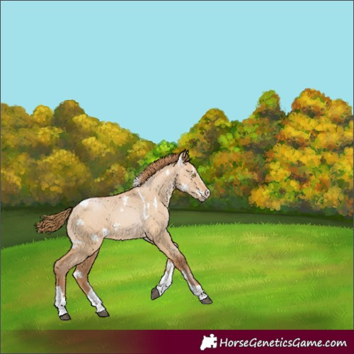 Horse Color:White Spotted Bay Pearl Dun Splash Tobiano 