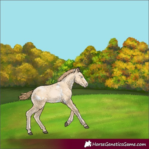 Horse Color:White Spotted Bay Snowdrop Pearl Frame