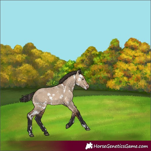 Horse Color:White Spotted Bay Dun