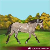 Horse Color:White Spotted Bay Dun 