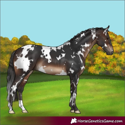 Horse Color:White Spotted Brown 