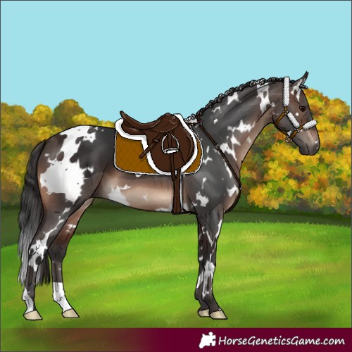 Horse Color:White Spotted Brown
