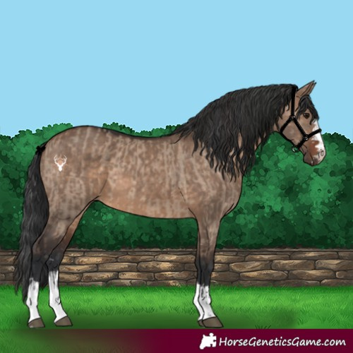 Horse Color:Brown Dun and Brown Dun