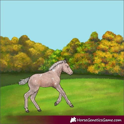Horse Color:White Spotted Silver Black Rabicano 