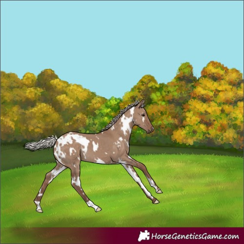 Horse Color:White Spotted Silver Grullo