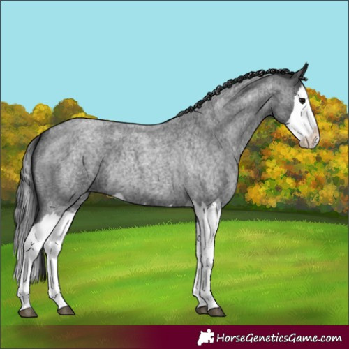 Horse Color:Blue Roan Splash