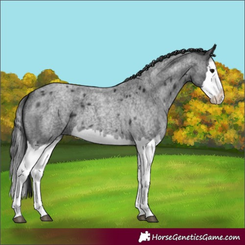 Horse Color:Blue Roan Splash 