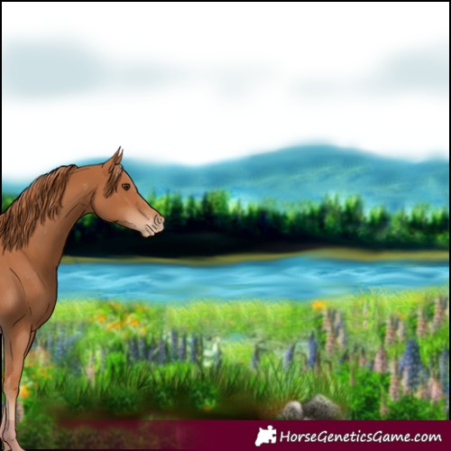 Horse Color:Chestnut Blanket