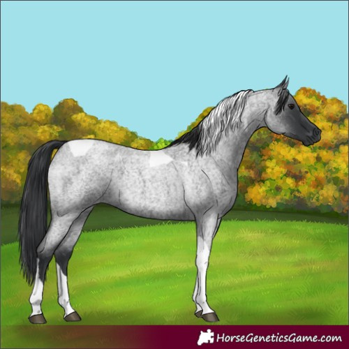 Horse Color:Blue Roan Tobiano 