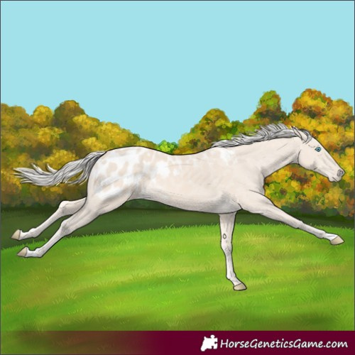 Horse Color:Cremello Appaloosa 