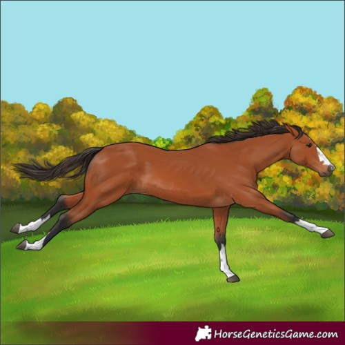Horse Color:Bay 