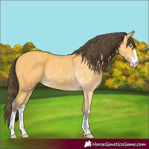 Horse Color:Amber Cream Champagne Rabicano