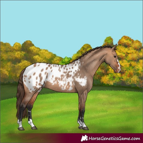Horse Color:Bay Dun Blanket